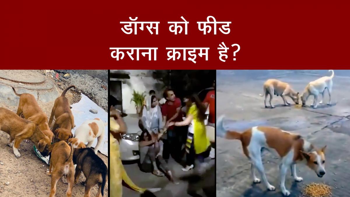  क्या Stray Dogs को Feed करना Crime है?