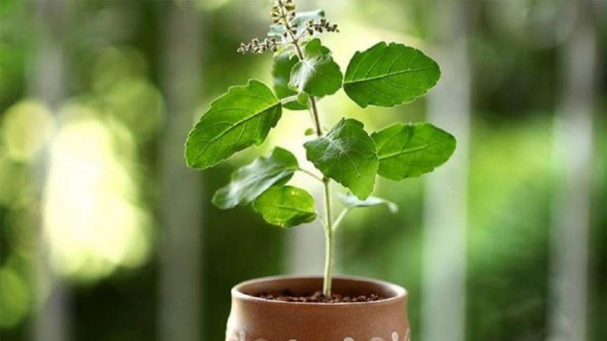 Tulsi plant