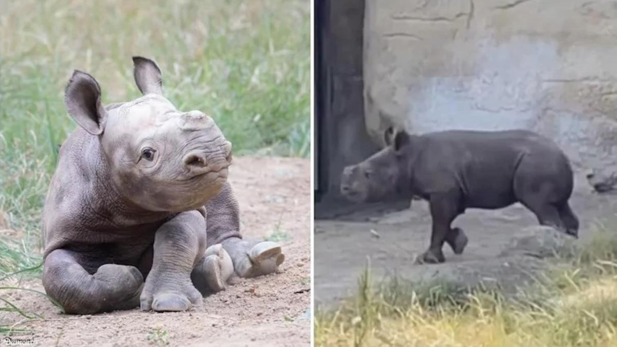 Baby Rhino's video getting viral on internet