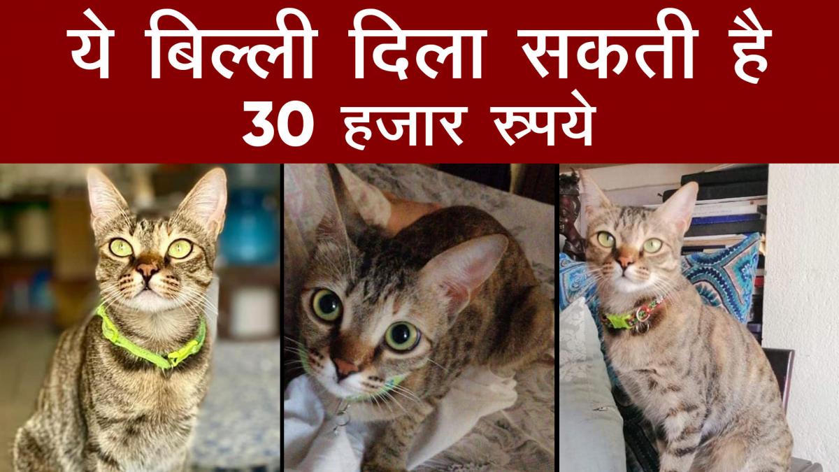 gorakhpur missing cat
