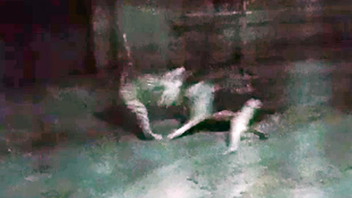 dog puked mouth of leopard