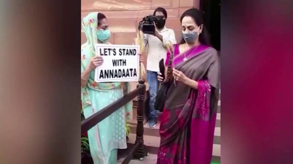  Harsimrat Kaur offers wheat strands to Hema Malini