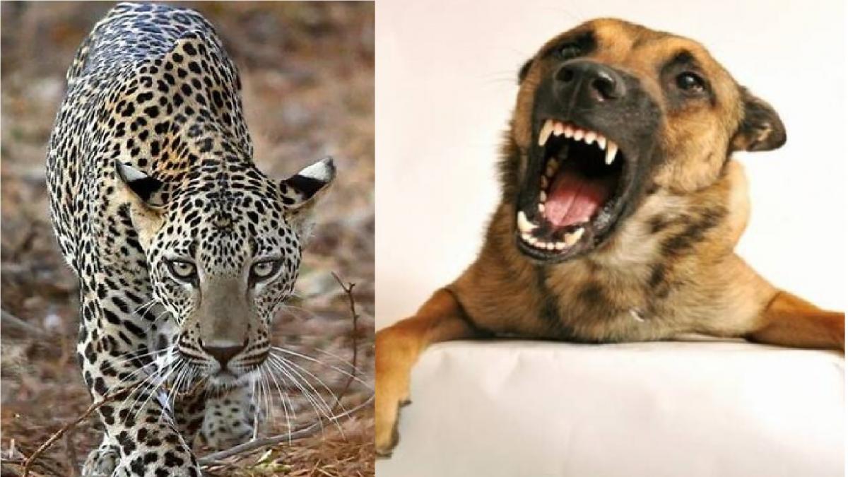 Leopard and dog falls into well