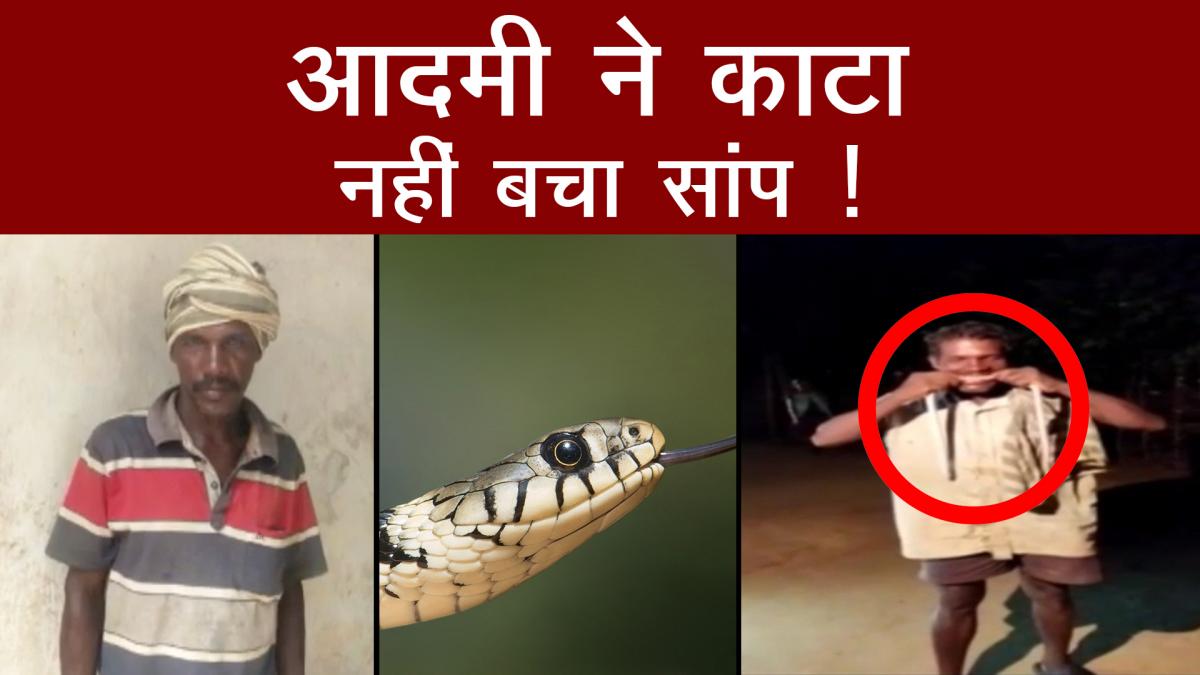 man bites snake killed on the spot