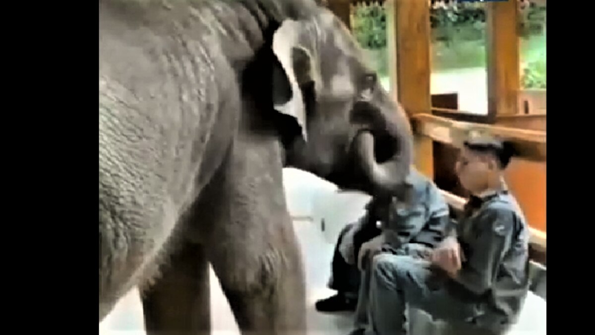 Elephant Video