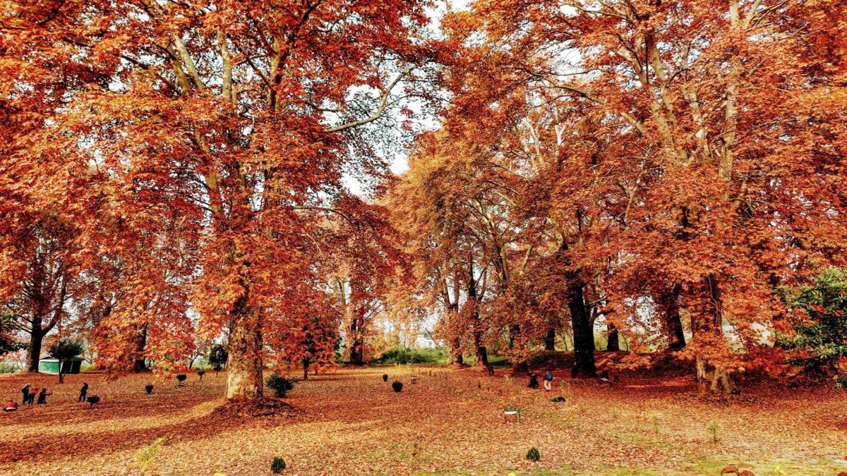 Aatish e Chinar in Kashmir