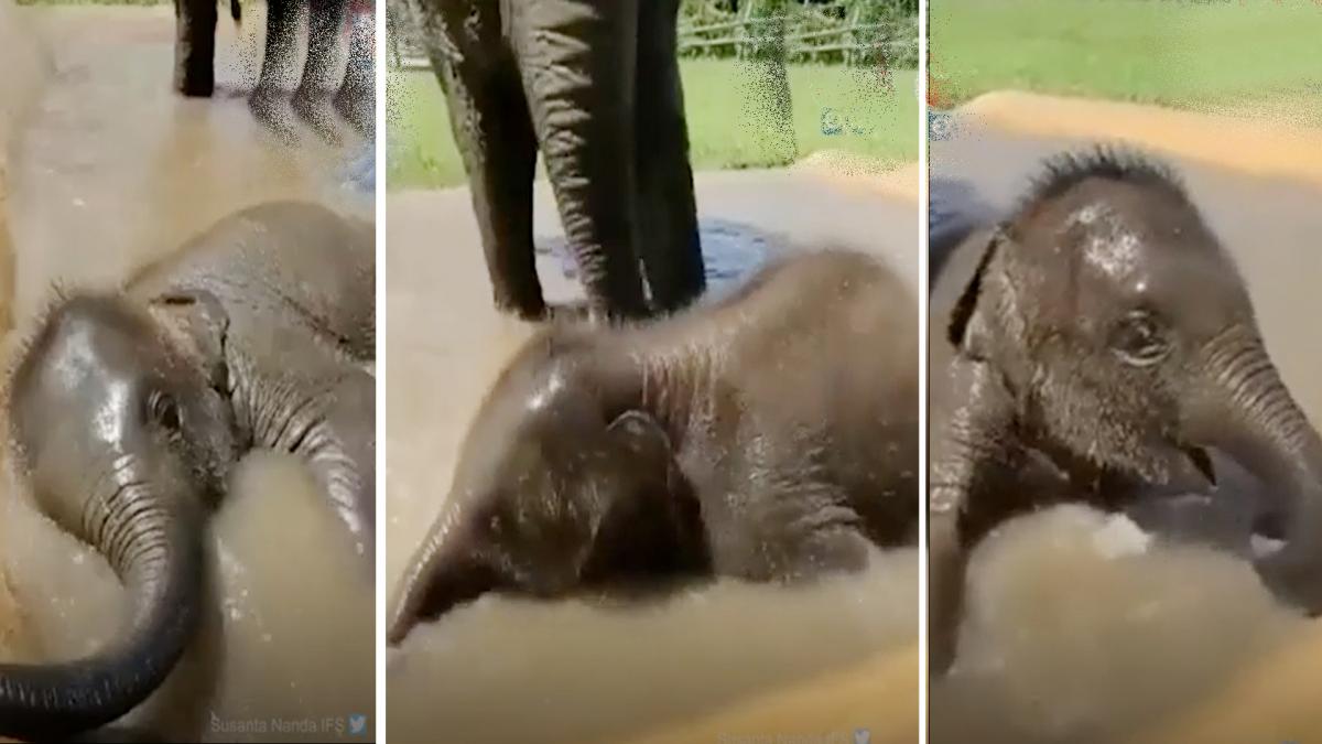 Baby Elephant viral video