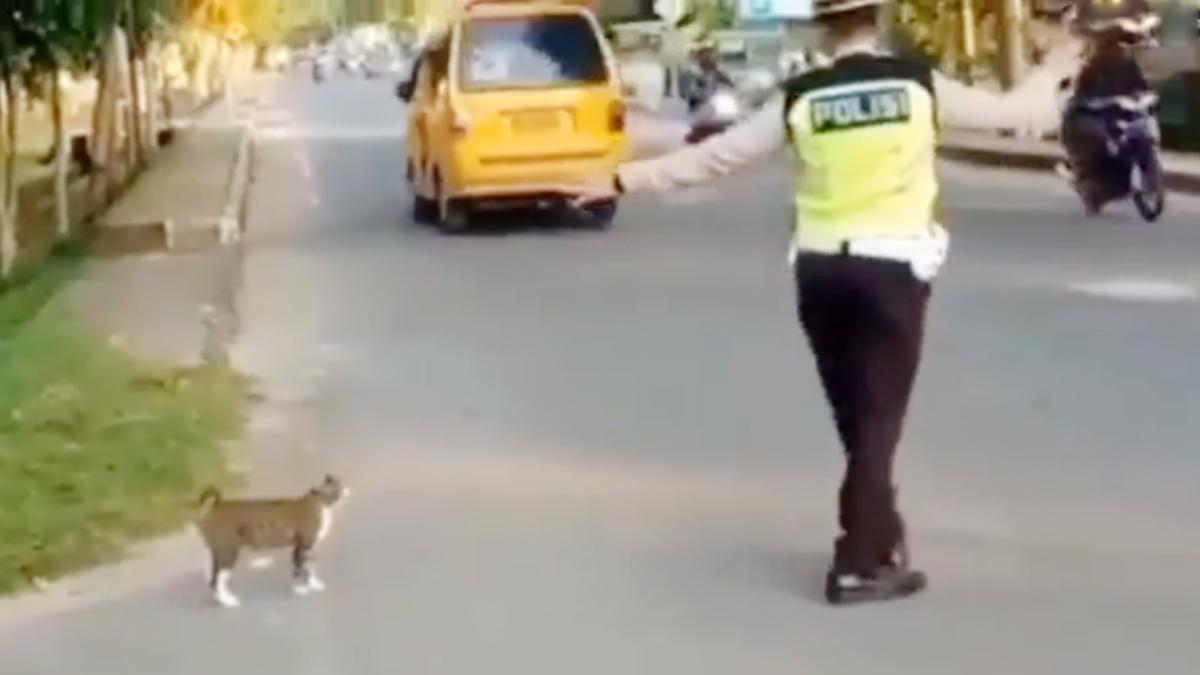 cat traffic police viral video