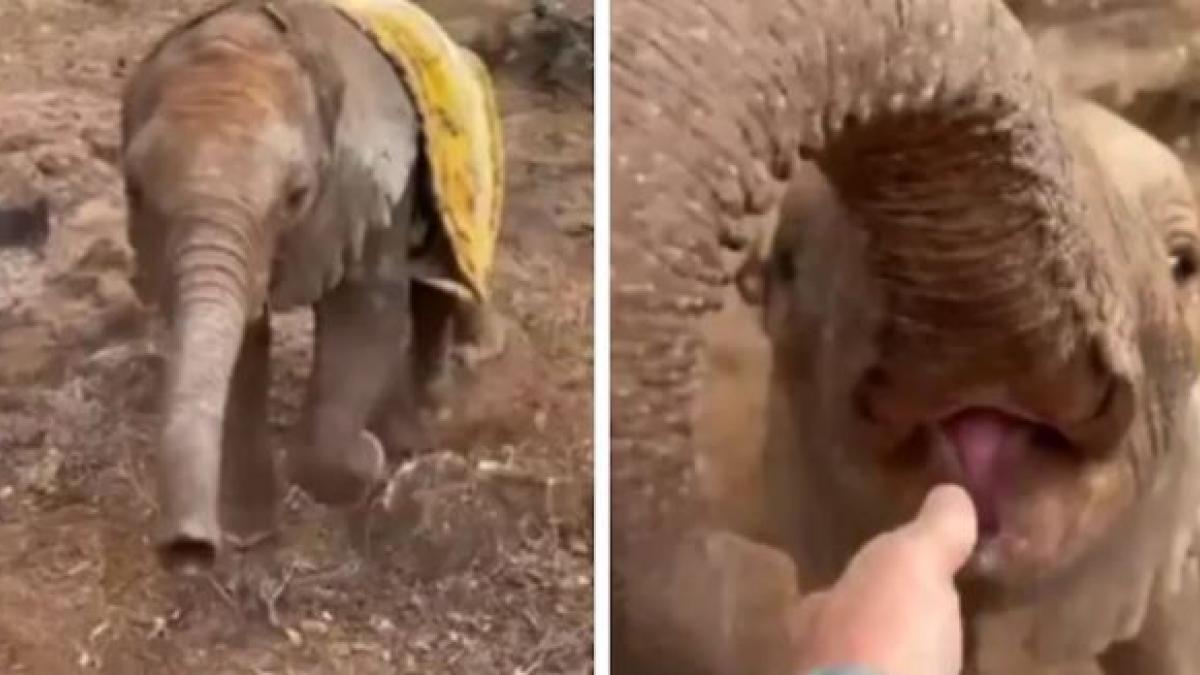 बेबी हाथी की हिम्मतवाली कहानी, वीडियो देख आप भी हो जाएंगे इमोशनल