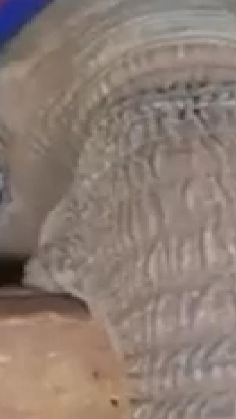 खिड़की से बाहर ताक रहा हाथी, क्यूट Video Viral