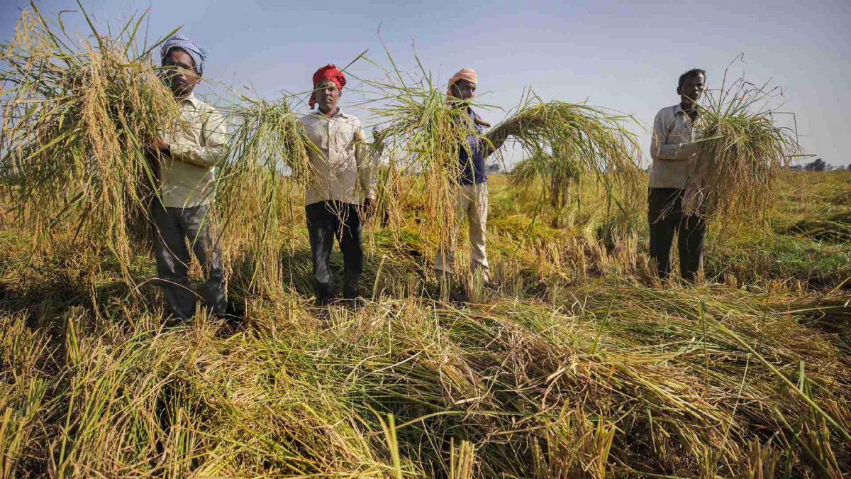Farmers with crops (Photo: PTI)