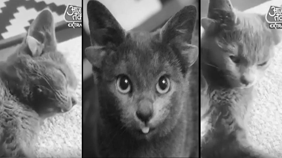 unique cat with four ears