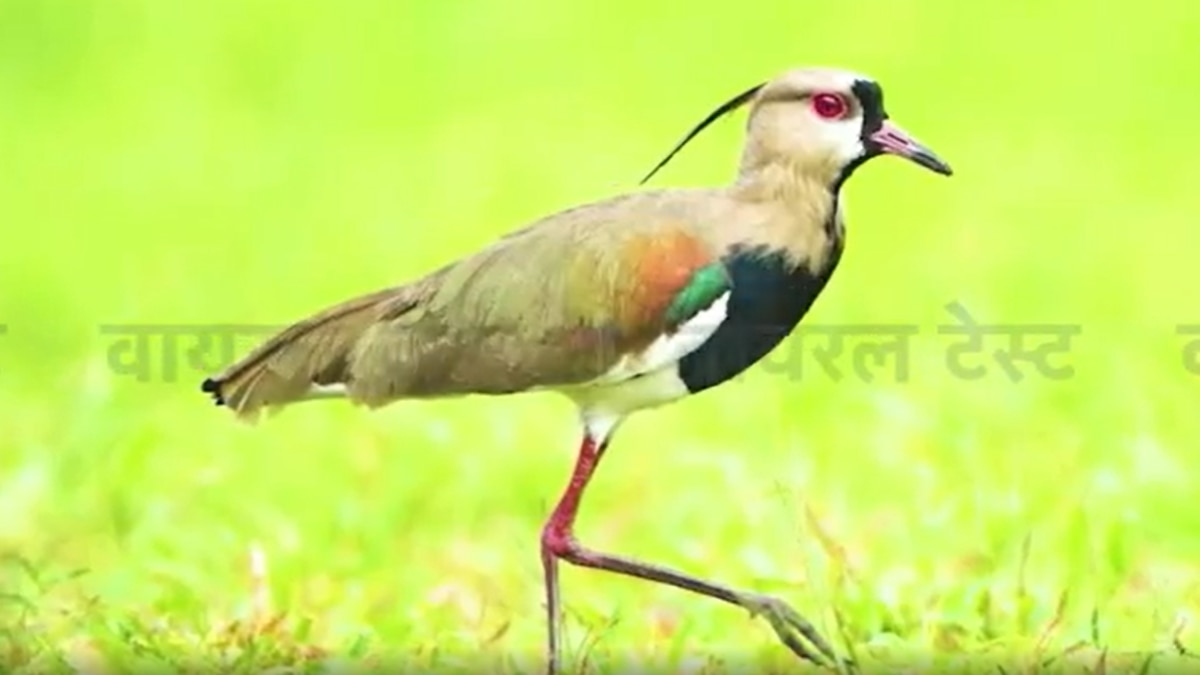 Viral Test of bird