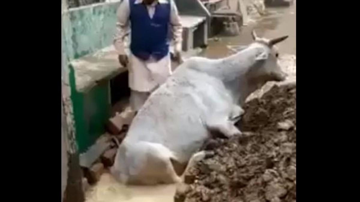 Cow trapped in mud
