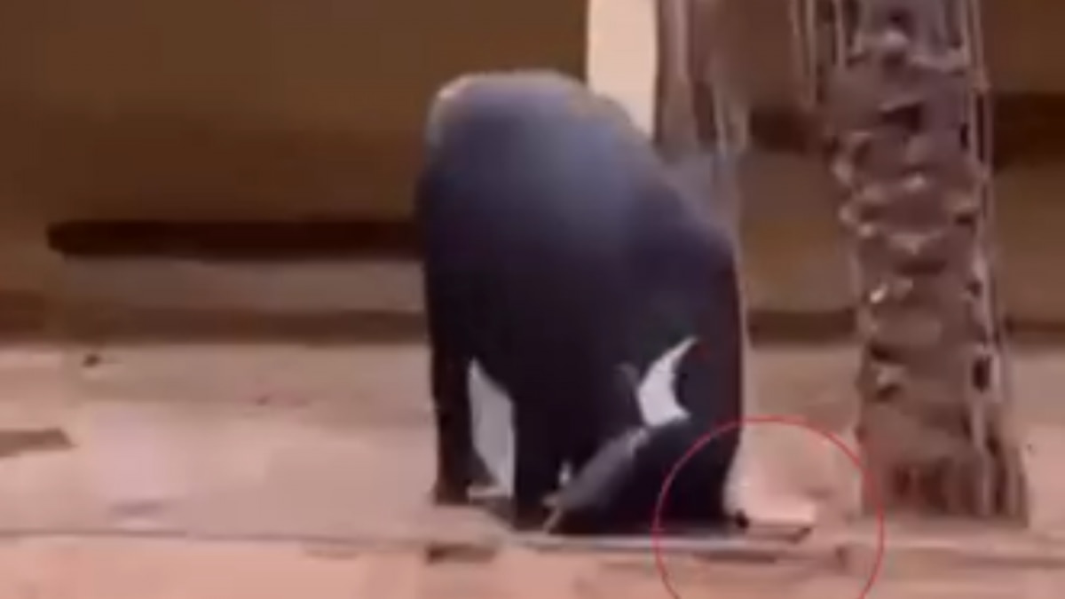 Buffalo helped Tortoise 