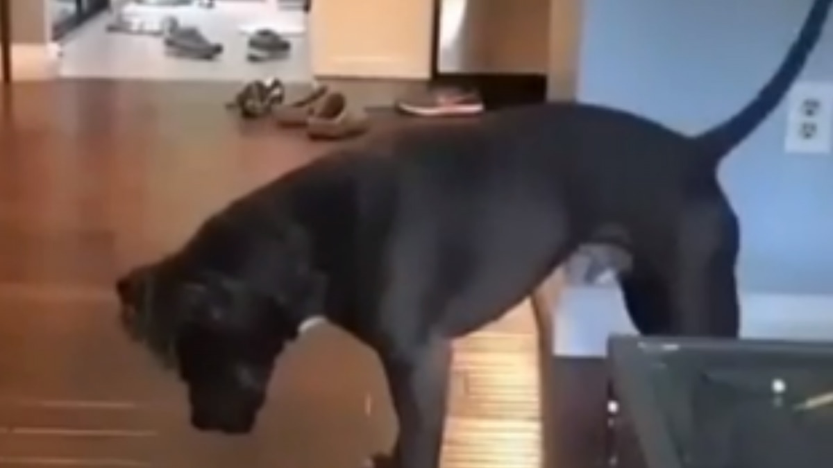 Dog Viral Video