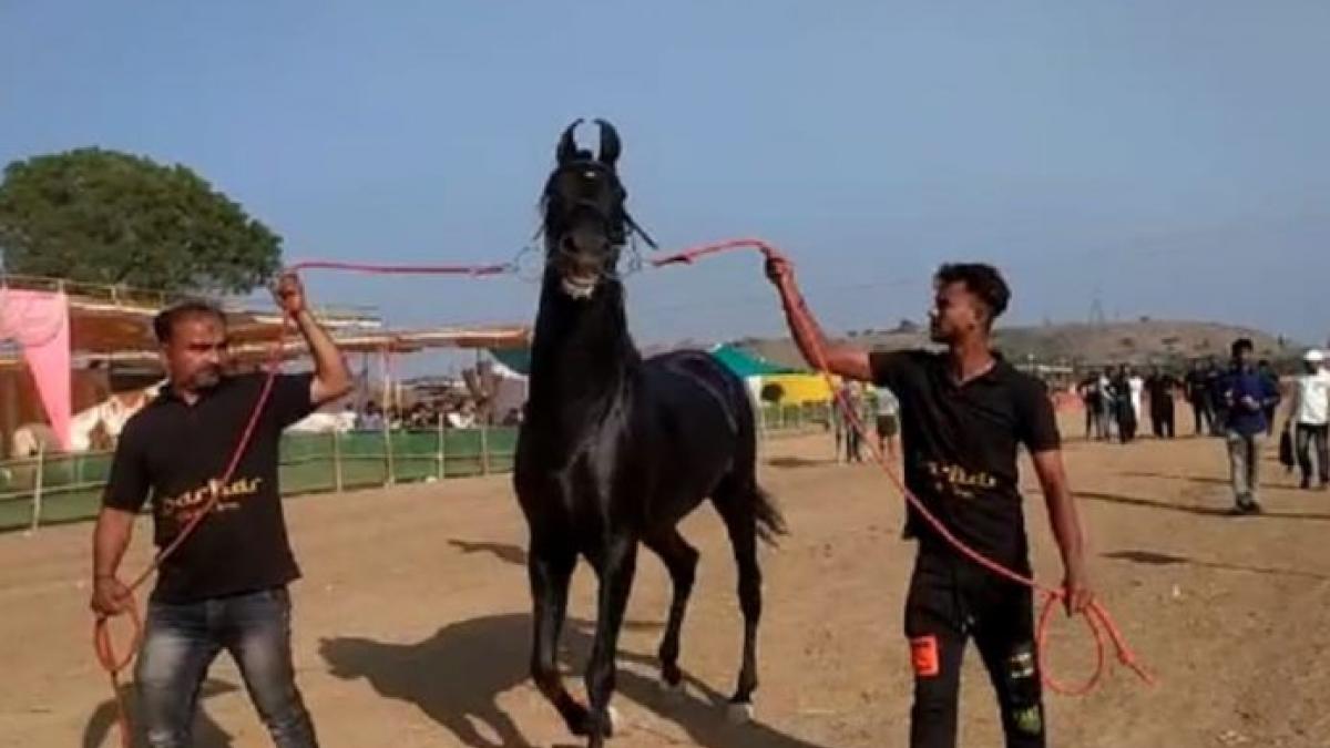 5 करोड़ की बोली के बाद भी मालिक ने नहीं बेचा घोड़ा, जानें खासियत