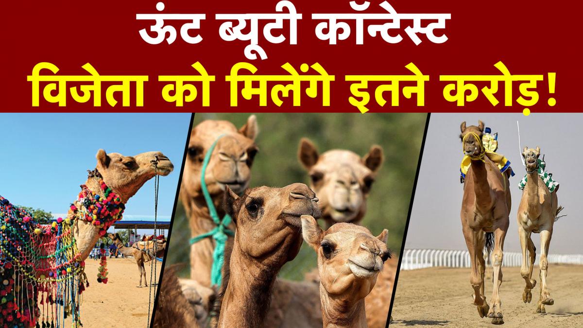 Camel Beauty Contest Saudi Arabia