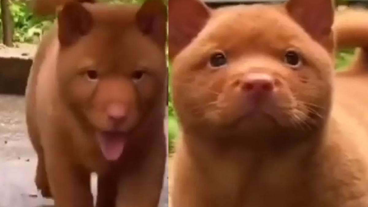 Cat-Dog Viral Video