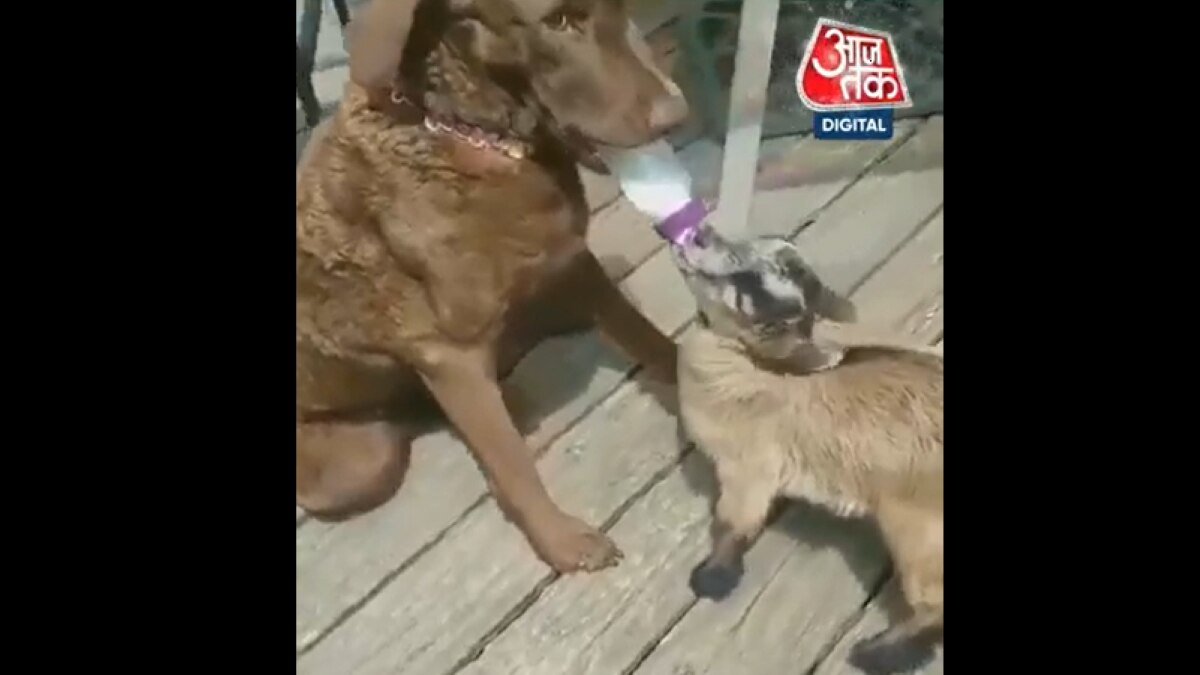cute video of dog feeding goat kid with milk bottle viral on social media