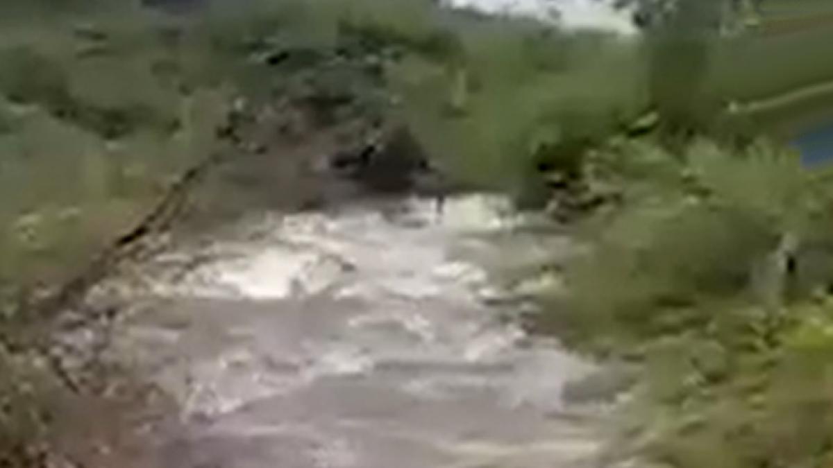 Rescues Drowning dog