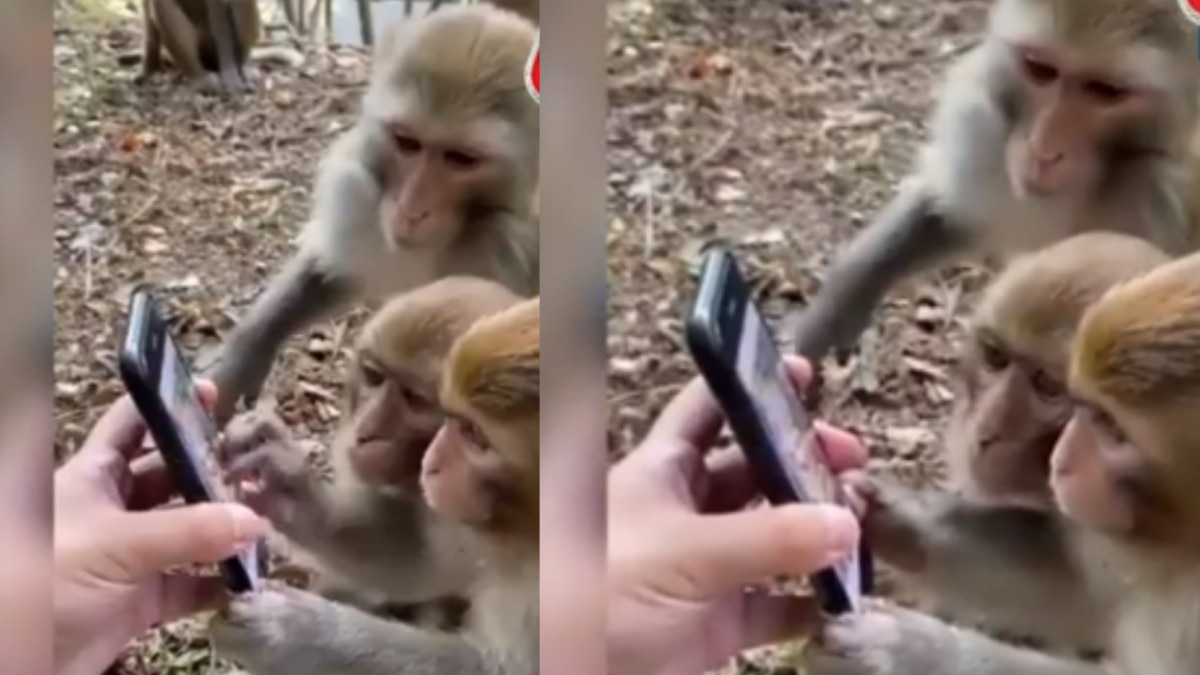viral video of monkey
