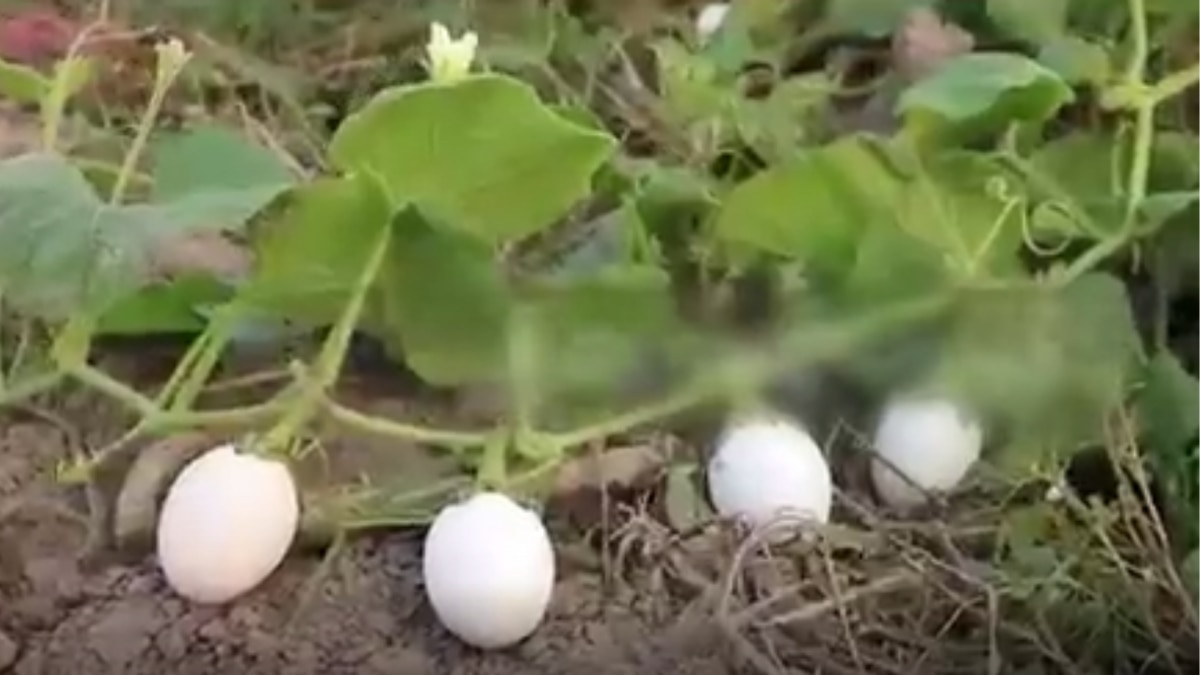 Egg Farming in Pakistan