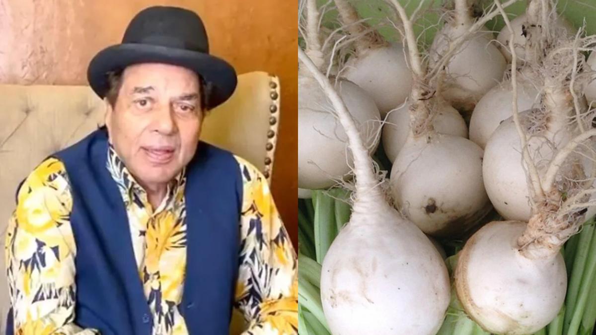 dharmendra turnip