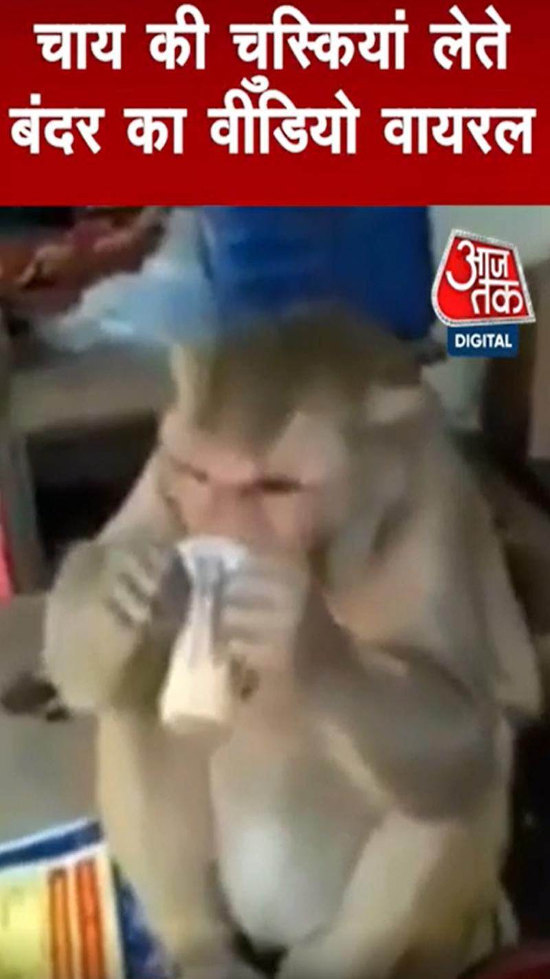 चाय की चुस्कियां लेते बंदर का वीडियो वायरल, लोगों ने बताया Tea lover