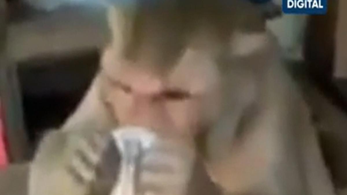 monkey taking sips of tea