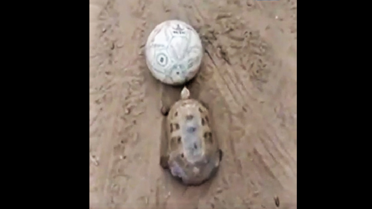 Viral videos tortoise playing football gets trending on social media 