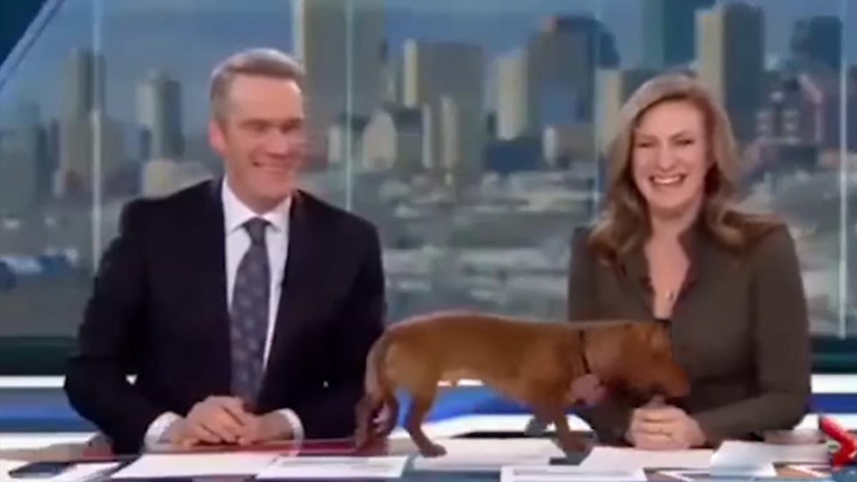 Newsroom Dog Video