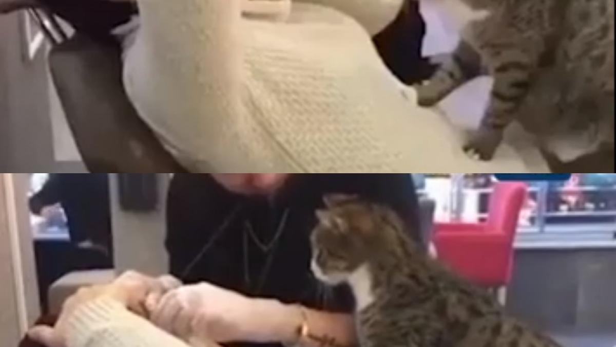 Animal Video gone viral