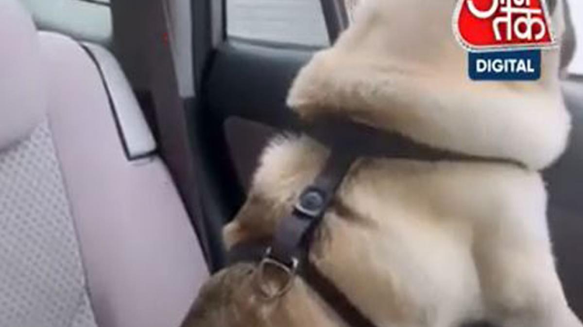 twin dogs viral video