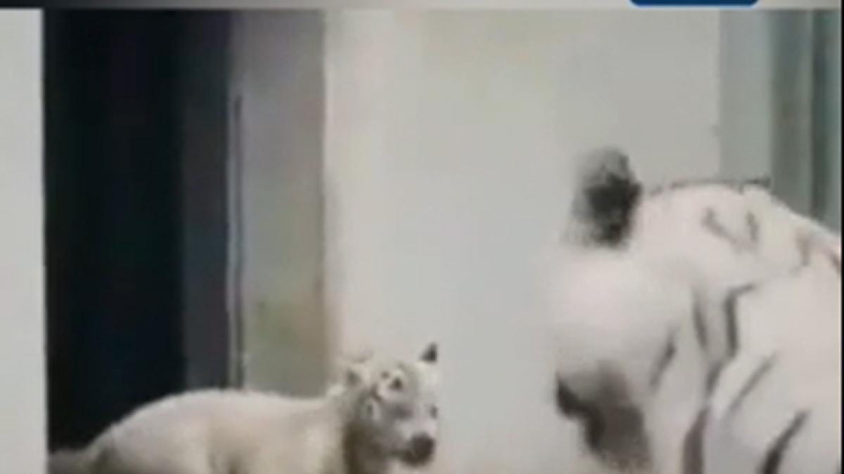 little tiger funny video viral