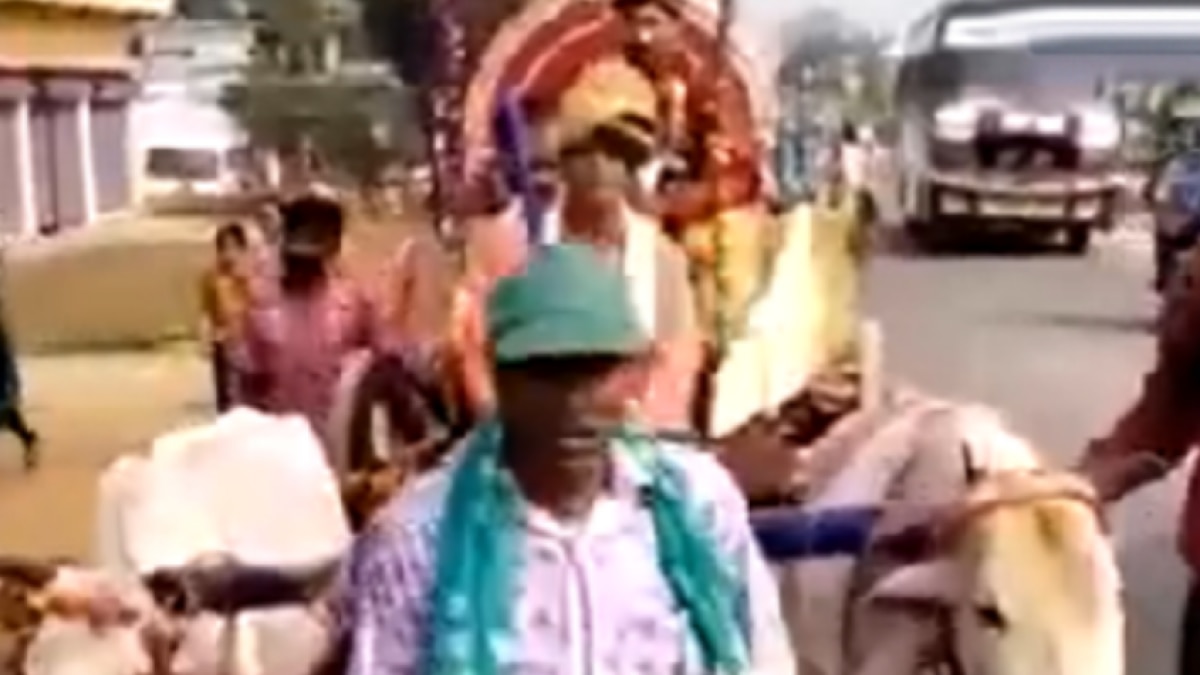 groom rides bullock cart t
