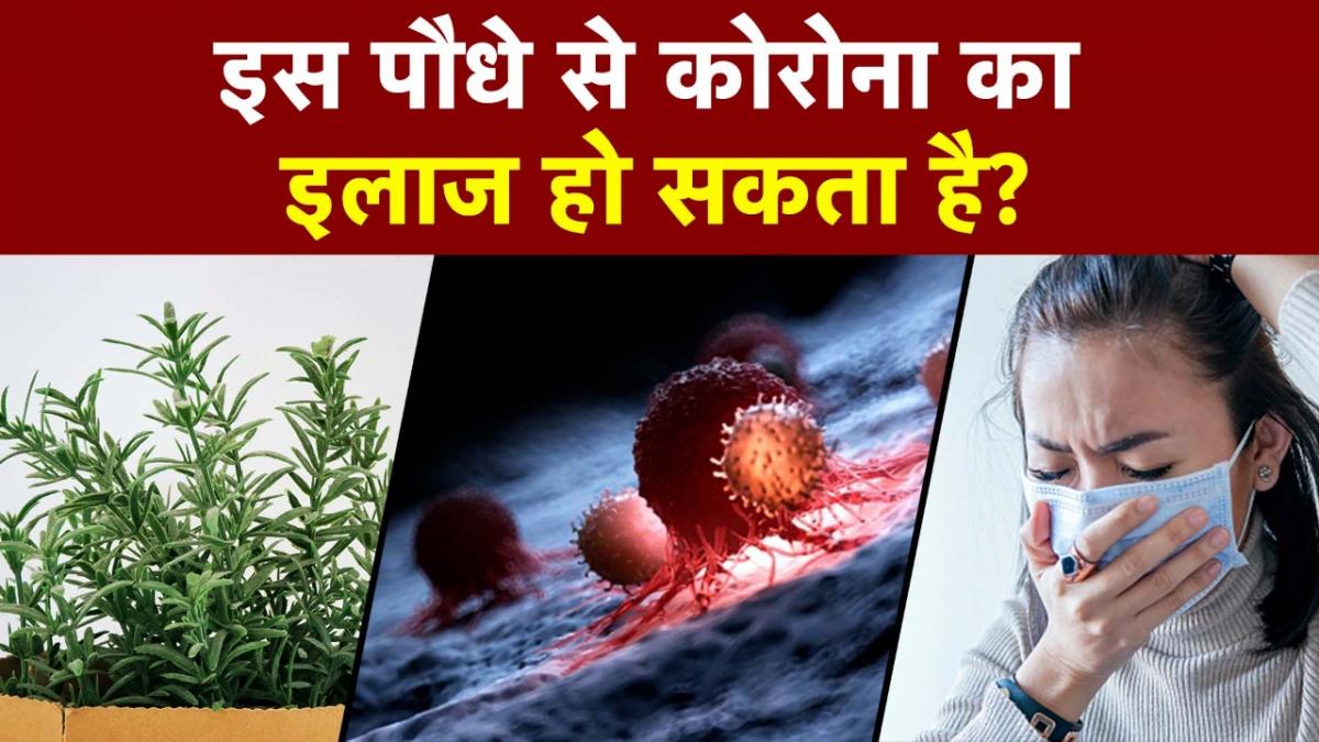 घर में रखे इस पौधे से हो सकता है कोरोना का इलाज, रिसर्च में बड़ा दावा
