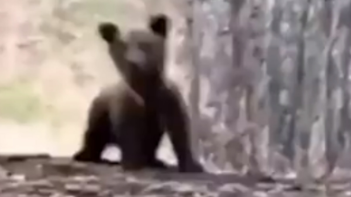 The naughty cub seen having fun in the forest Video Viral MMT