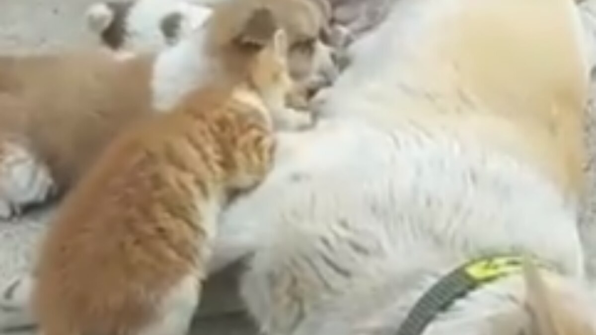 Female dog feeds kitten