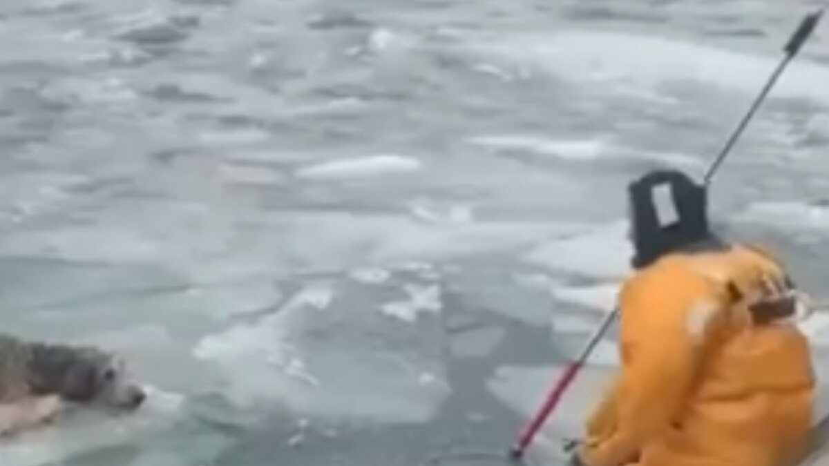 Viral Video of Dog got stuck in frozen river saved