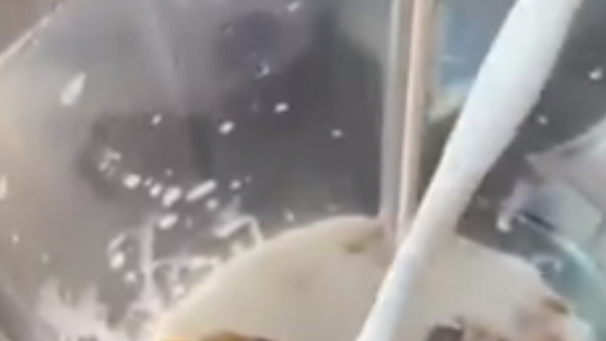 Laddoo Shake Goes Viral 