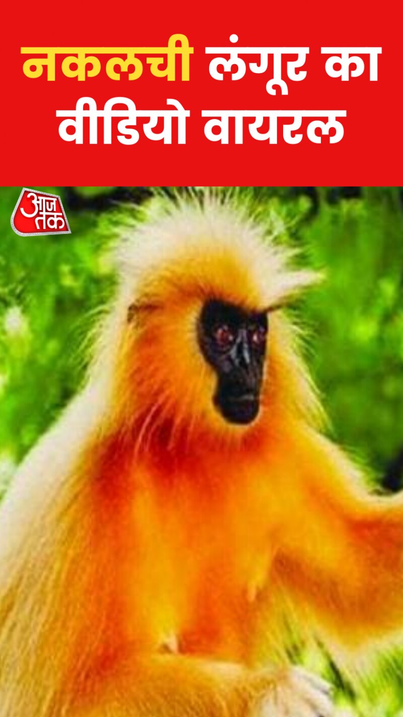 Viral Video of a Monkey: शख्स को बैक जंप लगाते देख लंगूर ने किया ये काम