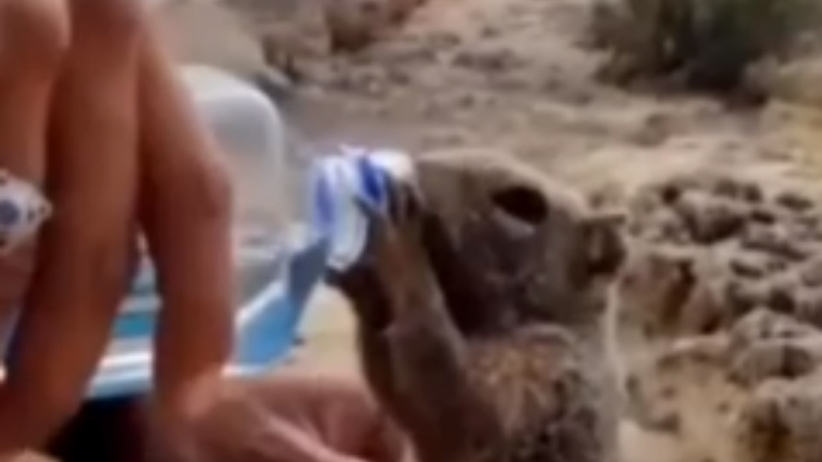 thirsty squirrel drinks water from bottle