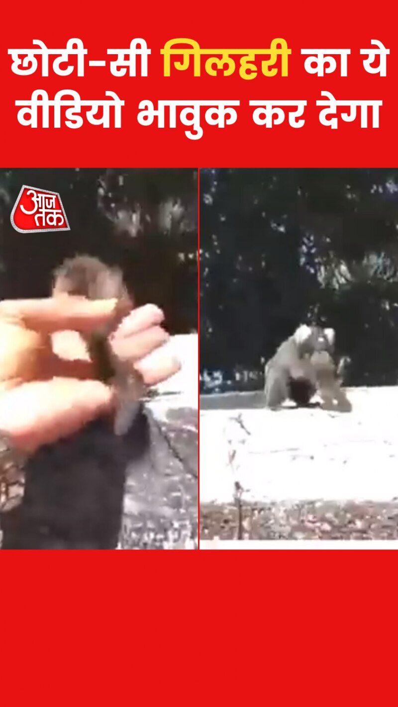 Squirrel stuck in Drain: नाली में फंसी नन्ही गिलहरी, फिर...Video Viral