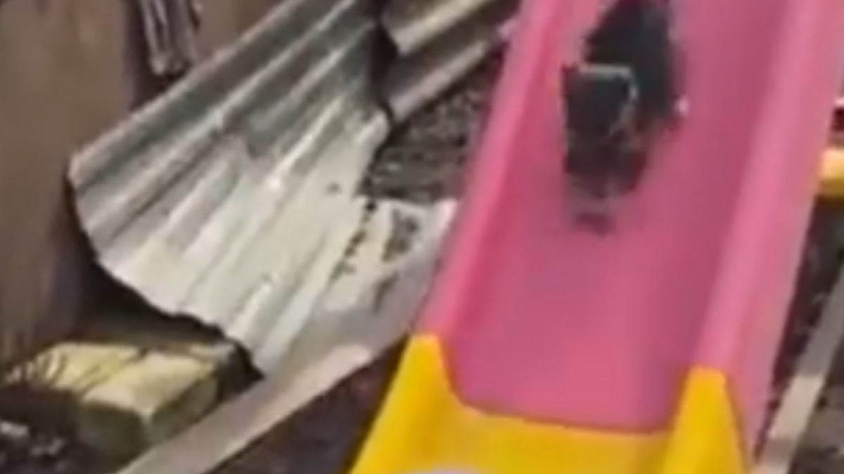 baby playing with dog