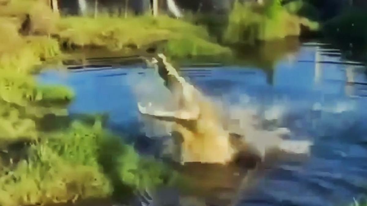 Viral Video of Animals