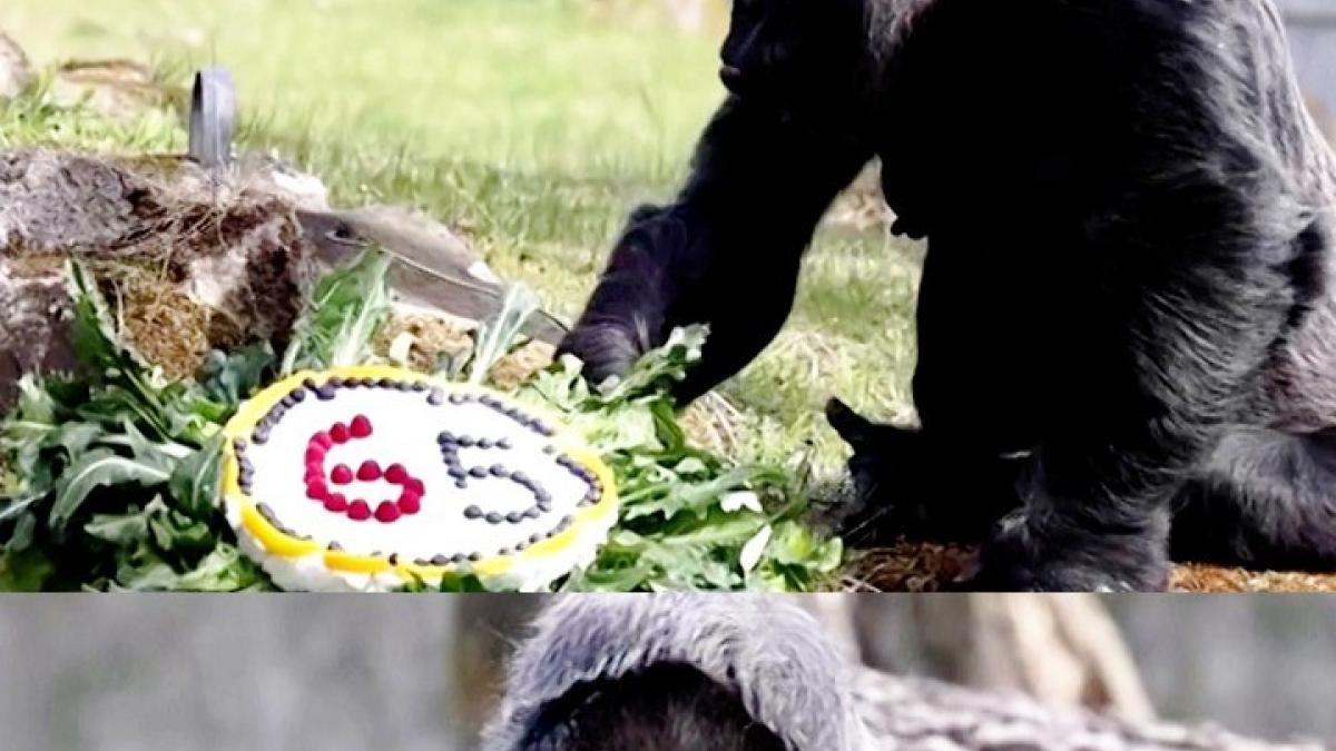Gorilla birthday