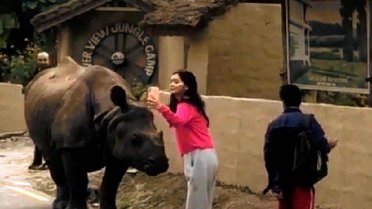 Viral Videos of hippopotamus