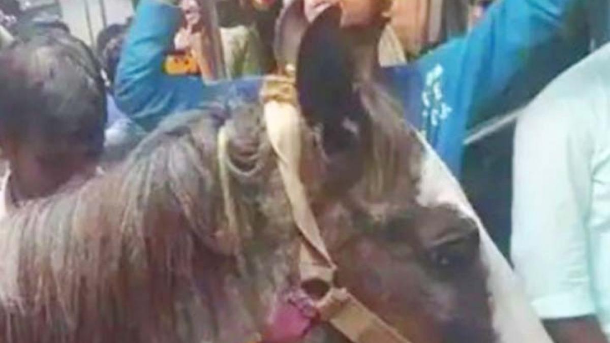 Horse seen traveling in local train people gave funny reaction MMT