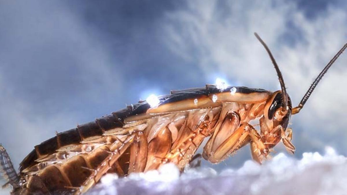 Dinosaurs died out but not these creatures cockroaches News in Hindi MMT 